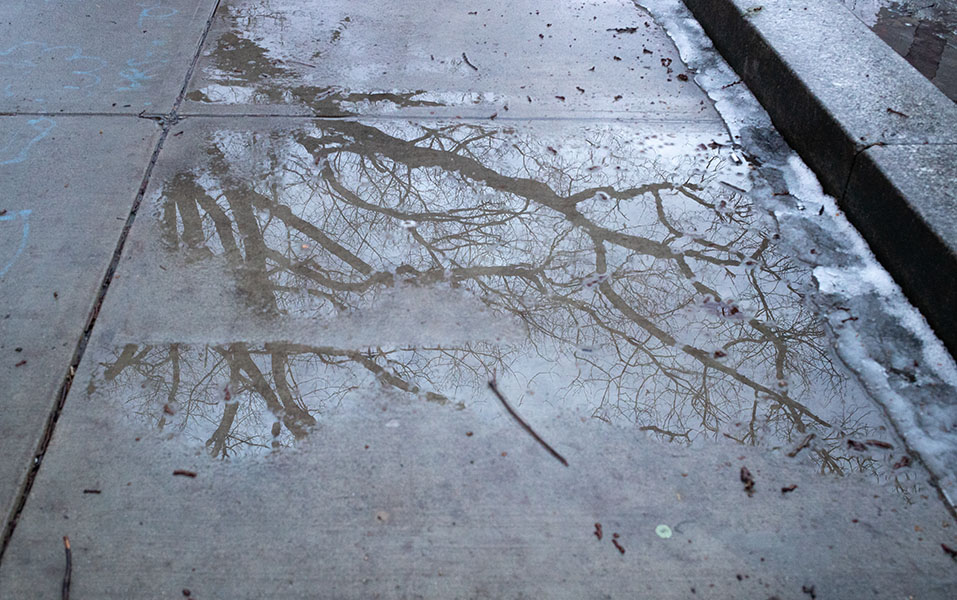Reflected Trees in Winter Puddle.